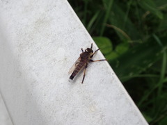 Promachus yesonicus