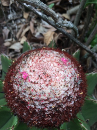 Melocactus andinus