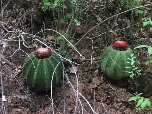 Melocactus andinus