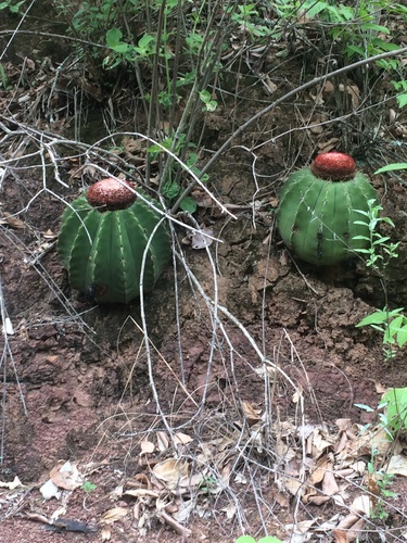 Melocactus andinus