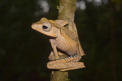 Polypedates otilophus