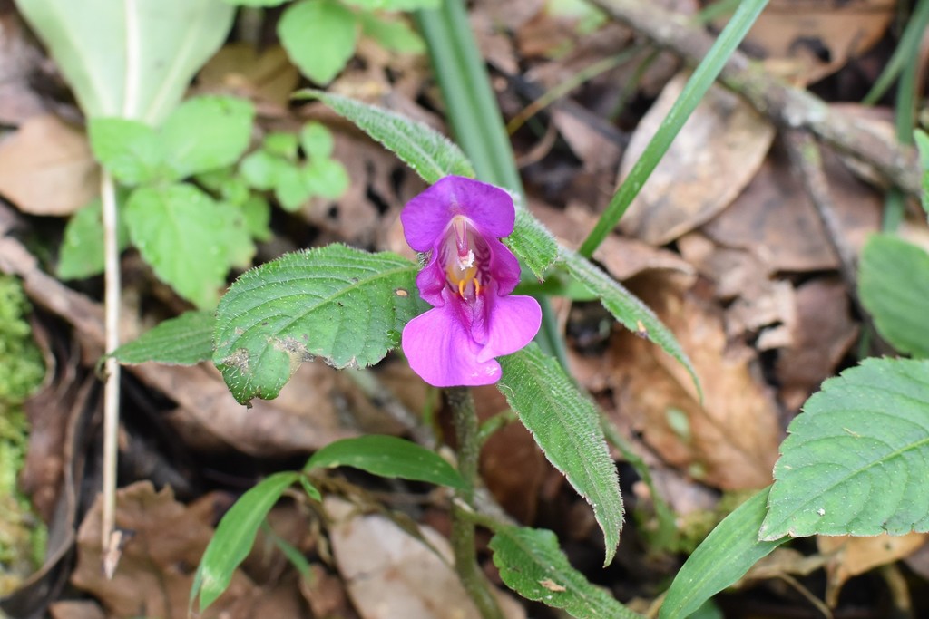 Impatiens langbianensis (Impatiens langbianensis)