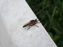 Promachus yesonicus
