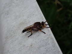 Promachus yesonicus