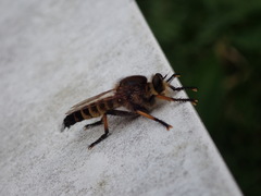 Promachus yesonicus