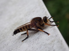 Promachus yesonicus