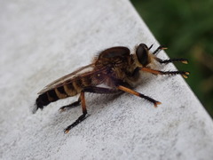 Promachus yesonicus