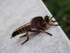 Promachus yesonicus