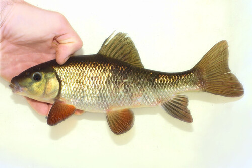 Eastern Creek Chubsucker