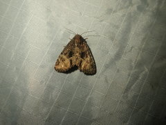 Phosphila turbulenta