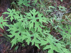 Parasenecio palmatisectus