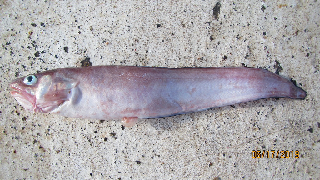 Shortbeard Cusk-Eel