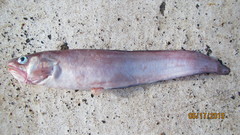 Lepophidium brevibarbe