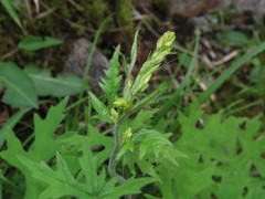 Parasenecio palmatisectus