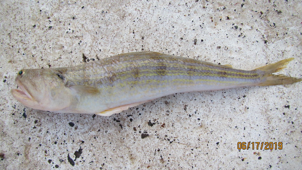 Bluntnose lizardfish, Snakefish