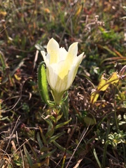 Gentiana gelida