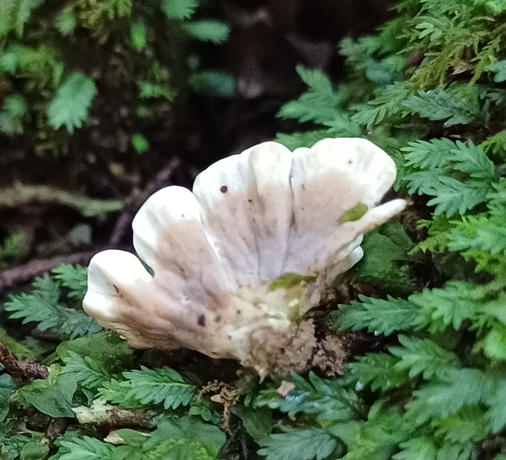 Phaeoaphelaria