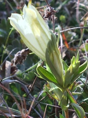 Gentiana gelida