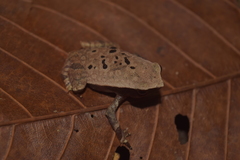 Borneo Big Sticky Frog photo 5