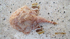 Halieutichthys aculeatus