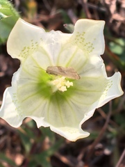 Gentiana gelida