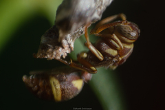 Ropalidia variegata
