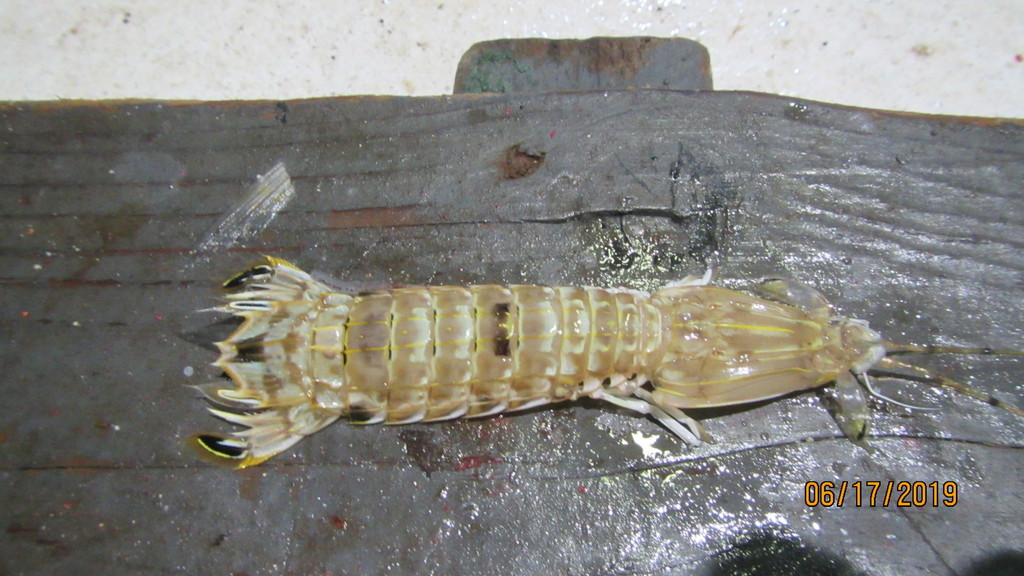 Squilla rugosa