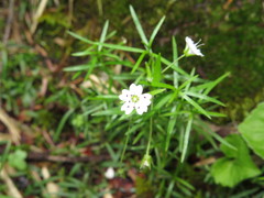 Pseudostellaria sylvatica