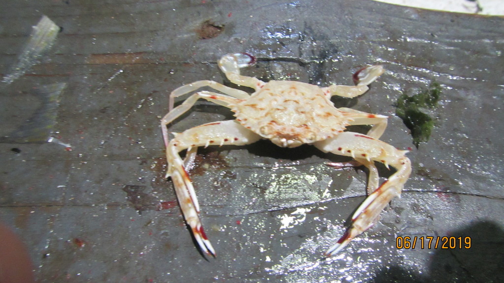 longspine swimming crab