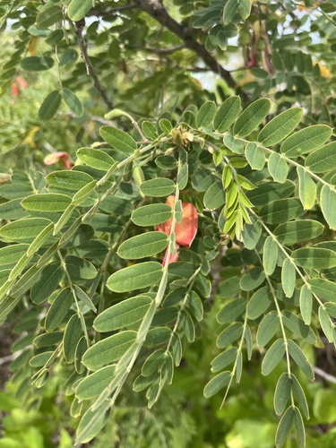 Sesbania tomentosa observed 2025-04-03