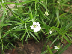 Pseudostellaria sylvatica