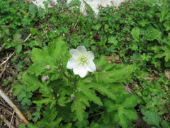 Eriocapitella rivularis