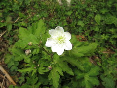 Eriocapitella rivularis