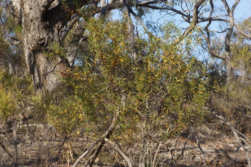 Image of Acacia verniciflua by (c) Rod Lowther, some rights reserved (CC BY)