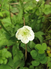 Eriocapitella rivularis