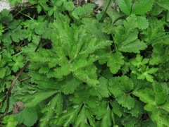 Eriocapitella rivularis