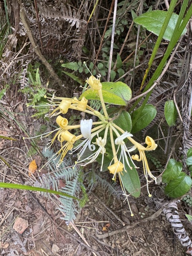 Lonicera macrantha observed 2025-04-04