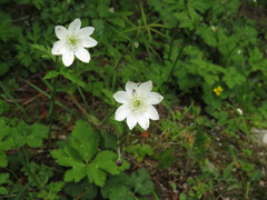 Eriocapitella rivularis