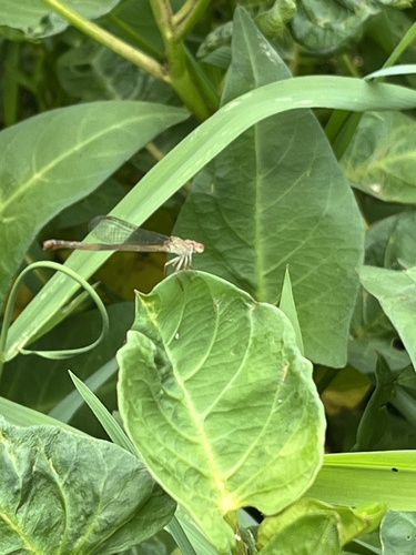 Ceriagrion praetermissum
