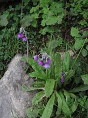 Primula secundiflora