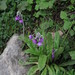Primula secundiflora - Photo (c) yaoshawn, some rights reserved (CC BY-NC), uploaded by yaoshawn
