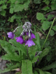 Primula secundiflora