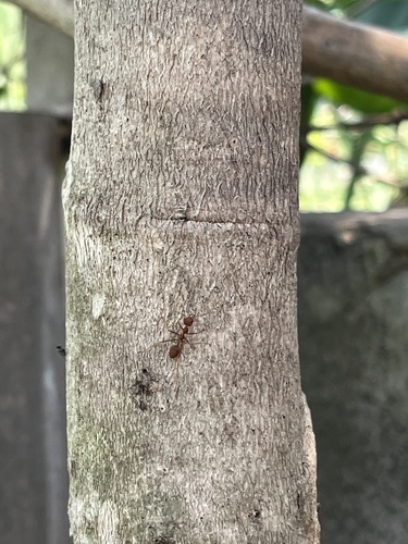 Asian Weaver Ant