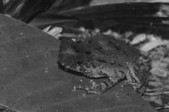 Ingerophrynus divergens