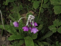 Primula secundiflora