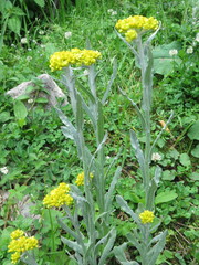 Pseudognaphalium affine
