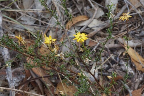 Image of Xerochrysum viscosum by (c) Rod Lowther, some rights reserved (CC BY)