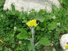 Pseudognaphalium affine