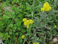 Pseudognaphalium affine