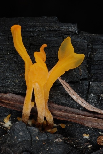 Fan-shaped Jelly Fungus